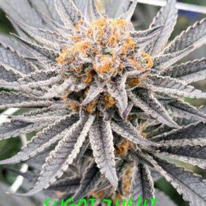 Sugoi Zushi Feminized Seeds