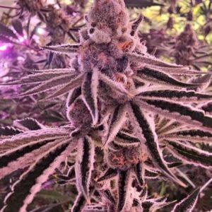 Sugar Fuel Feminized Seeds