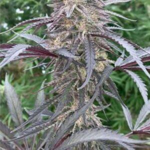 Permanent Kush Feminized Seeds
