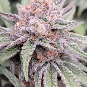 Jamz Feminized Seeds