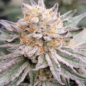 Drizzle Feminized Seeds