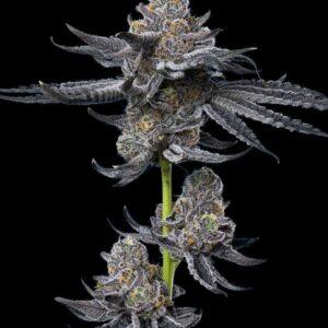 LFG Feminized Seeds