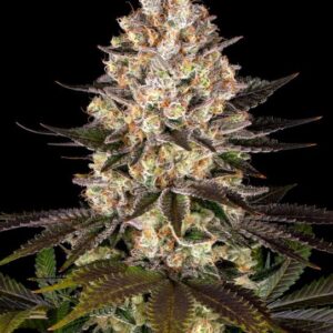 Hindu Kush Feminized Seeds