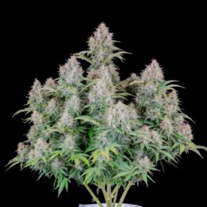 Original Cinderella Auto feminized Seeds