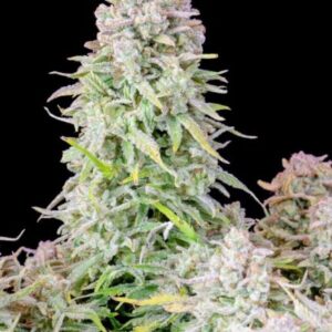 Original Afghan Kush Auto feminized Seeds