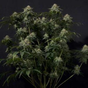 Gorilla Cookies FAST feminized Seeds