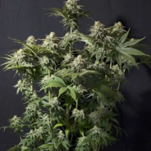 Orange Sherbet FAST feminized Seeds
