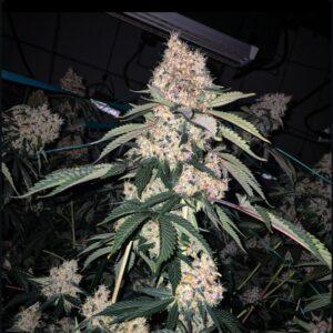 Lemon Whip Haze IBL Feminized Seeds