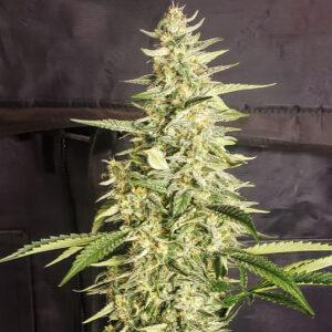 Inzane Auto Feminized