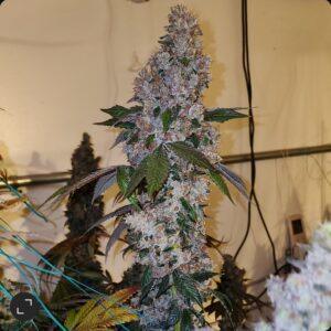 Liqueur R1 Feminized Seeds