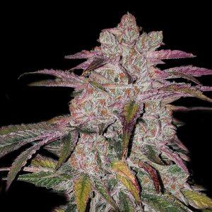 Purple Thai RBX1 Auto Feminized Seeds