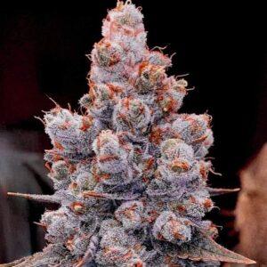 Banana Jealousy IBL Auto Feminized Seeds - 6