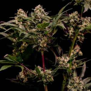 Astro Lemonade F1 Feminized Seeds