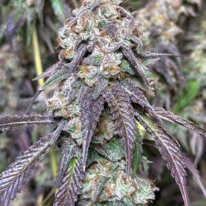 Cajun Moon BX Feminized Seeds