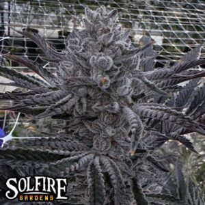 Butter Balm Feminized Seeds