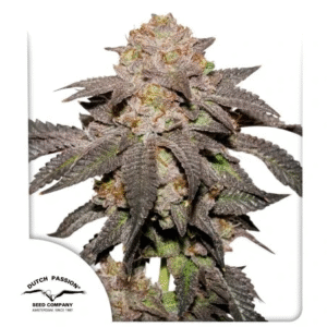 Kingston Punch Feminized Seeds