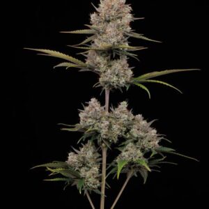Hella Jelly Auto Feminized Seeds
