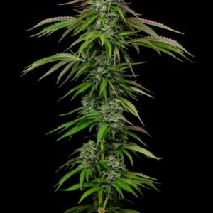 Garlic Budder Auto Feminized Seeds