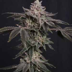 Z42 Ltd Edition Feminized Seeds