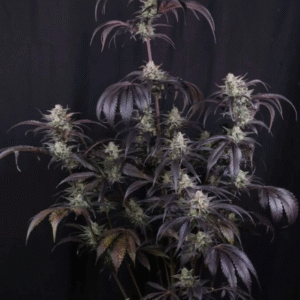 Strawberry Gorilla RF3 Auto Feminized Seeds