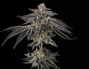 Purple Ink Feminized Seeds