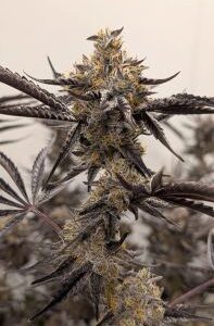 Kakashi Feminized Seeds