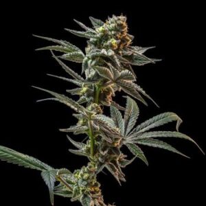 Gush Mintz Feminized Seeds