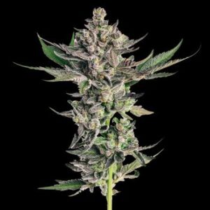 Guava Sundae Auto Feminized Seeds