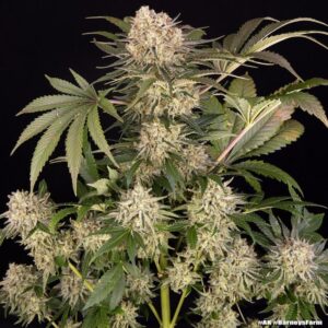 AK47 Feminized Seeds