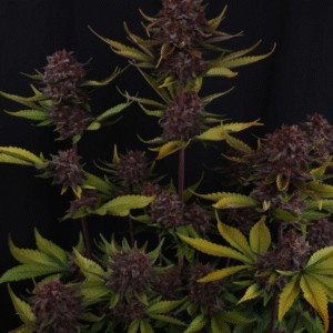 Purple Lemonade RF3 Auto Feminized Seeds