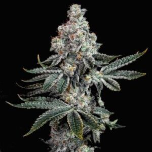Grandpa's Cookies R2 V1 Feminized Seeds