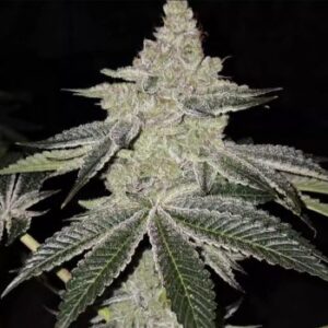 Chama R1 Feminized Seeds