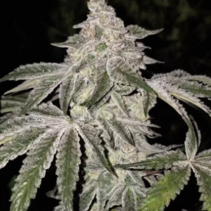 Gary Sherbet Feminized Seeds