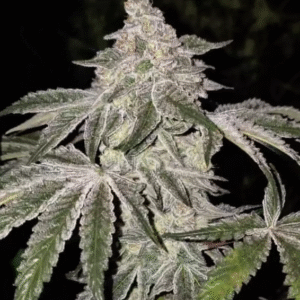 Atomic Leisure R1 Feminized Seeds