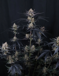 Guava Runtz Auto Feminized Seeds