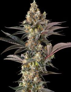 Tostones Feminized Seeds