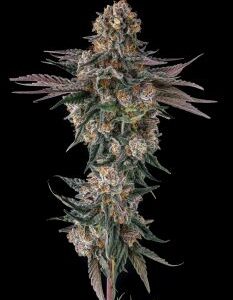 Orange Moon Feminized Seeds