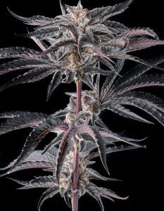 Nakamarra Feminized Seeds