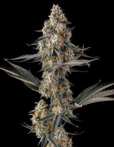 La Llorona Feminized Seeds