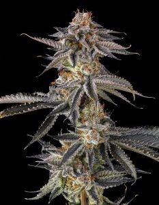 JAHrassic Feminized Seeds