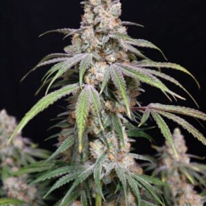 Funkberry Kush 2.0 Feminized Seeds