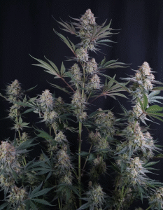 Lemon Tree Auto Feminized Seeds