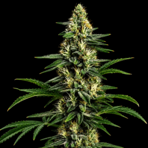 Northern Lights 99 Feminized Seeds
