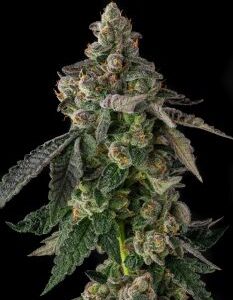 Wokstar Feminized Seeds