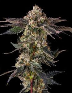 Pamellowz Feminized Seeds