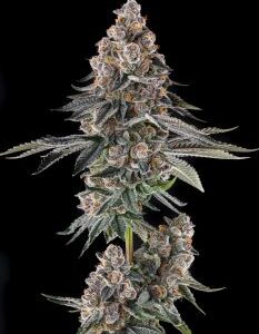 Mailbox Money Feminized Seeds