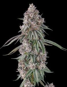 Lemon Chain Feminized Seeds