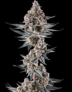 Eye Of JAH Feminized Seeds