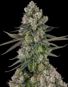 Glue Lotus Feminized Seeds
