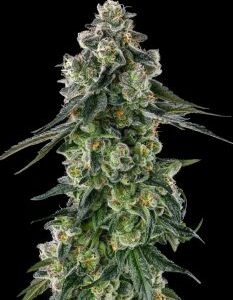 Afters Feminized Seeds